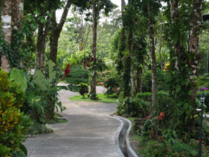 This path through the trees shows the typical care given to quality landscaping.